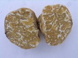 Tuber japonicum image