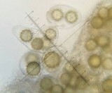 Tuber japonicum image