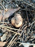 Tuber japonicum image