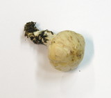 Rhodocollybia maculata image