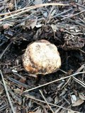 Tuber japonicum image
