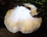 Crepidotus roseus image