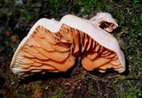 Crepidotus roseus image