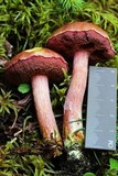 Chalciporus pseudorubinellus image
