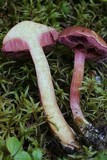 Chalciporus pseudorubinellus image