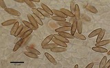 Chalciporus pseudorubinellus image