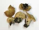 Rhodocybe gemina image