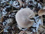Tricholoma scalpturatum image