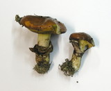 Suillus luteus image
