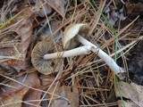 Inocybe sindonia image