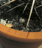 Tulostoma brumale image