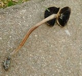 Panaeolus cinctulus image