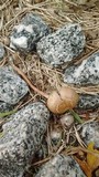 Panaeolus cinctulus image