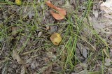 Boletus innixus image