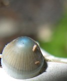 Mycena subcaerulea image