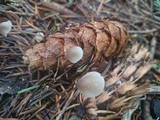 Mycena metata image