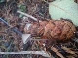 Mycena metata image