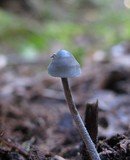 Mycena subcaerulea image