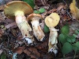 Suillus caerulescens image