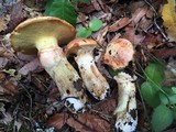 Suillus caerulescens image