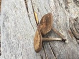 Pseudoclitocybe cyathiformis image