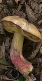 Caloboletus calopus image