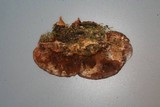 Ischnoderma benzoinum image