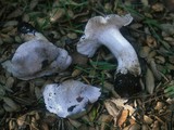 Tricholoma griseoviolaceum image