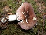 Russula placita image