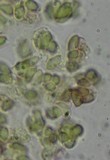 Rhodocollybia butyracea image