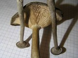 Pseudoclitocybe cyathiformis image
