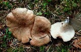 Neolentinus kauffmanii image