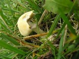 Stropharia coronilla image