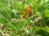 Hygrocybe tristis image