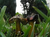 Hygrocybe tristis image