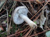 Tricholoma terreum image