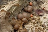 Lycogala epidendrum image