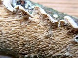 Irpex lacteus image