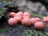 Lycogala epidendrum image