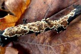 Peniophora albobadia image