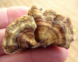 Trametes ochracea image