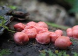 Lycogala epidendrum image