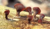 Dacryopinax elegans image