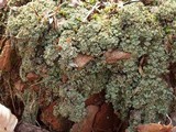 Cladonia caespiticia image