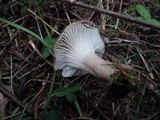 Hygrophorus morrisii image