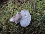 Hygrophorus morrisii image