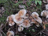 Hebeloma crustuliniforme image