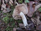 Hebeloma crustuliniforme image