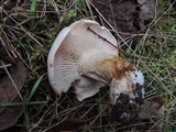 Hebeloma crustuliniforme image