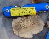Lentinellus ursinus image
